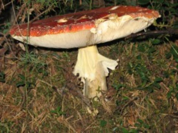 Глобиха с 1500 лева продавач на съмнителни гъби