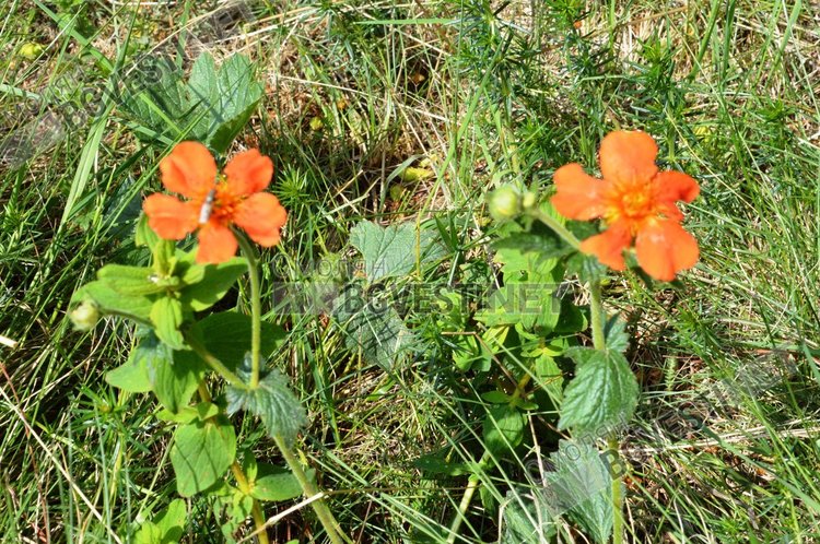 Слънчево и горещо ще е днес, максималните температури ще са между 32 и 37 градуса