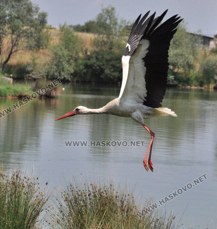 Издават 12 000 риболовни билета годишно в Хасковска област