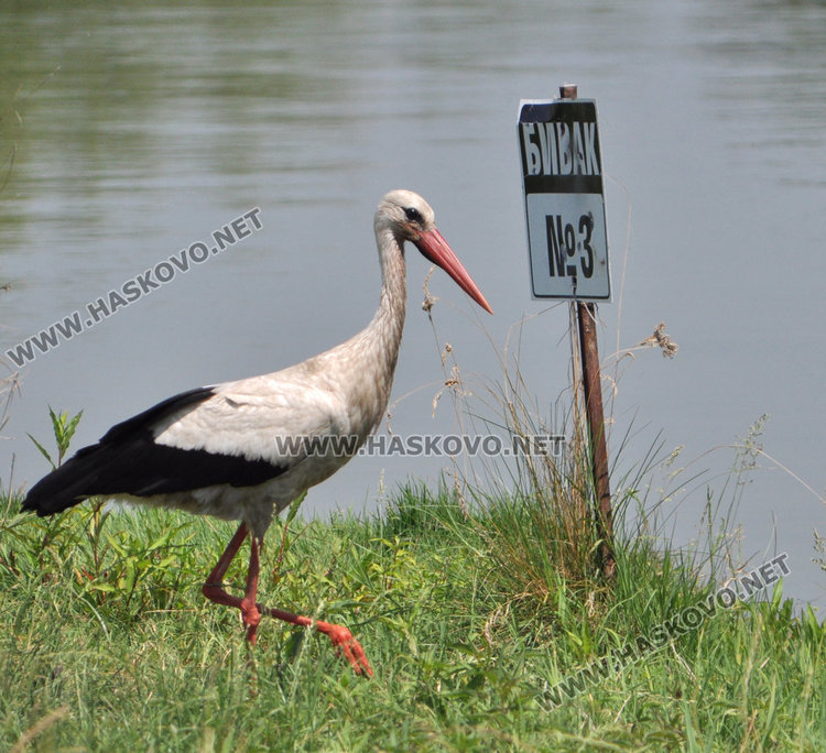 Издават 12 000 риболовни билета годишно в Хасковска област