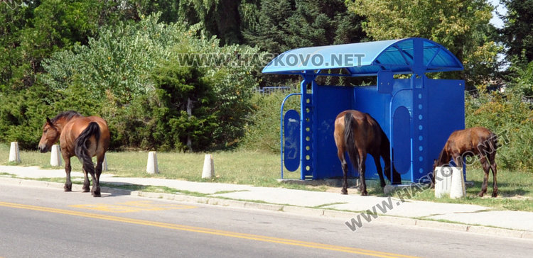 Читател: След 17 часа няма кой да прибере скитащите коне по улиците