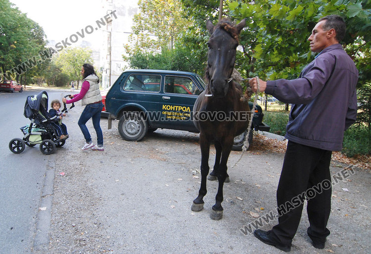Читател: След 17 часа няма кой да прибере скитащите коне по улиците