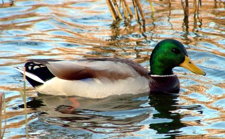 Учени: Патешко крякане е най-добро за звук на клаксон