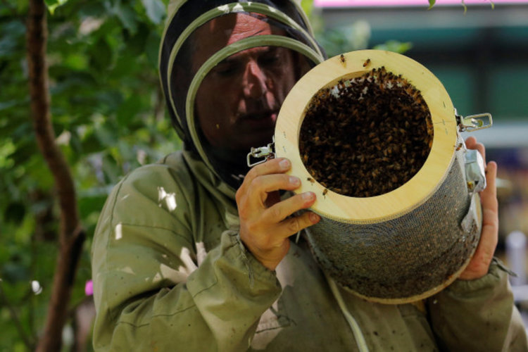 Десетки хиляди пчели нападнаха „Таймс скуеър”