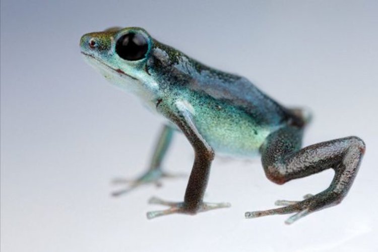 Жаби от един и същи вид, но с различни цветове обитават архипелаг в Панама