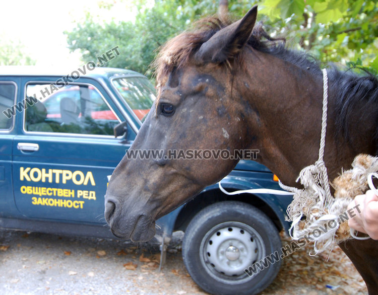 Читател: След 17 часа няма кой да прибере скитащите коне по улиците