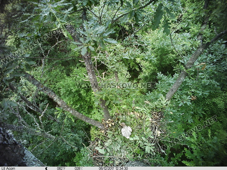 За първи път в България: поглед отблизо в две гнезда на малък креслив орел