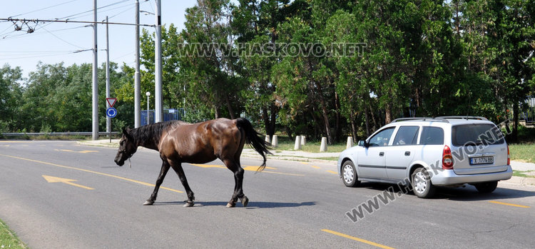 Снимките са от архива на Haskovo.net