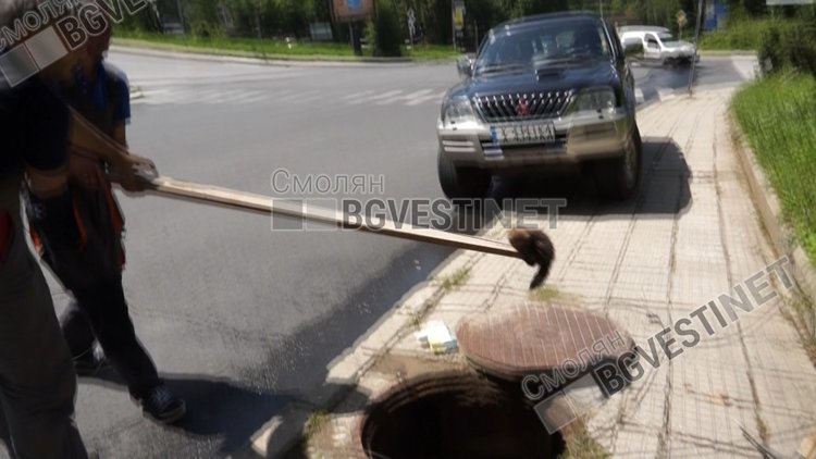 Невестулка гризе кабели под земята, техниците на Еском влизат в ролята на спасители