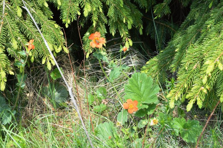 Рекордна жега днес, 17 области са с червен код за много опасно време