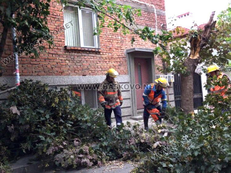 Силният вятър стовари клонаци на педя от коли