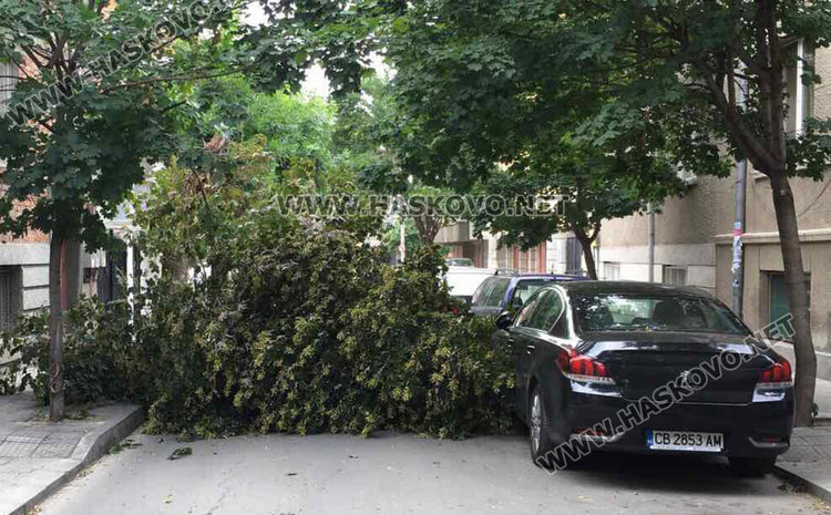 Силният вятър стовари клонаци на педя от коли