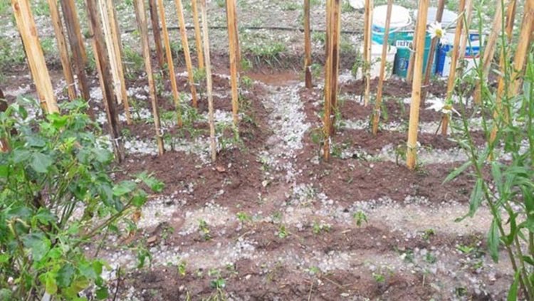 Градушка унищожи зеленчукови градини в ардинското село Светулка