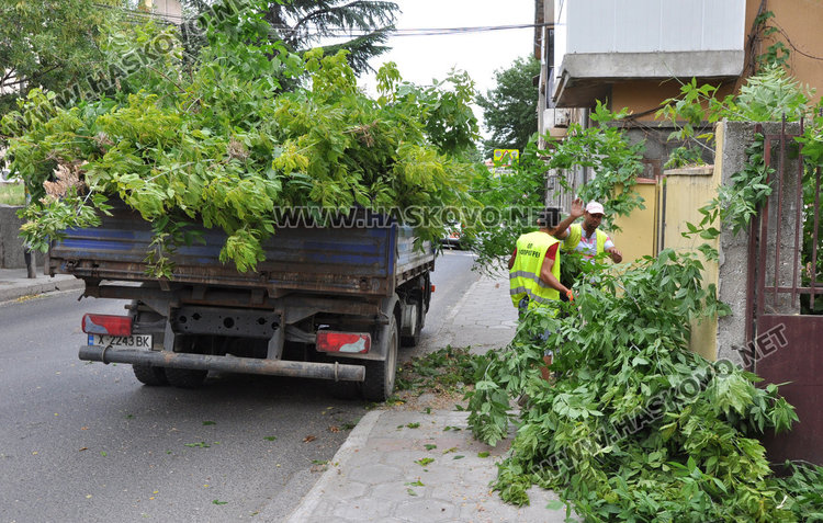 Силният вятър стовари клонаци на педя от коли
