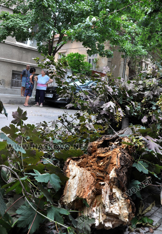 Силният вятър стовари клонаци на педя от коли