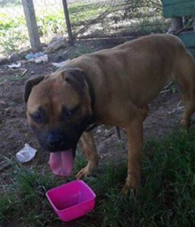 Пясъчен Питбул изчезна от клетка до язовир край „Ерозия“