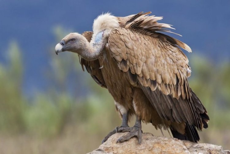 Крадец на ценни пера ще лежи в затвора