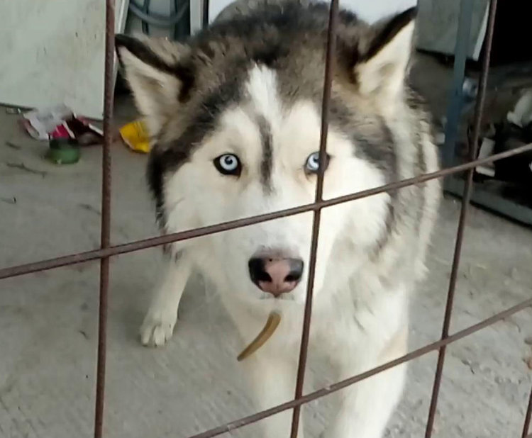 Търсят се две кучета