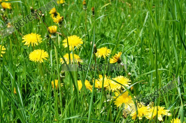 Слънчево време със слаб до умерен североизточен вятър