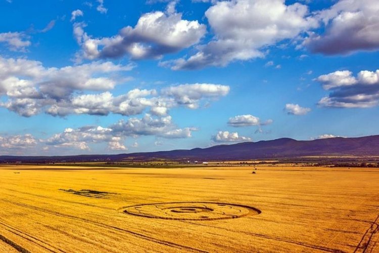 Мистериозни житни кръгове се появиха край Равно поле (видео)