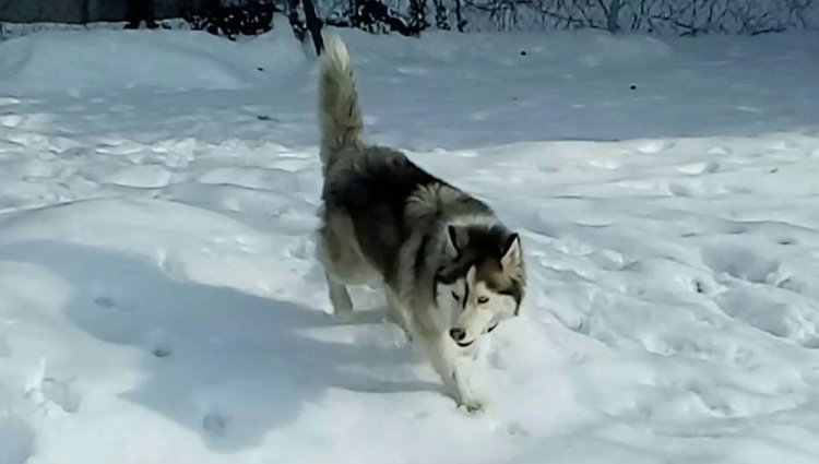 Търсят се две кучета