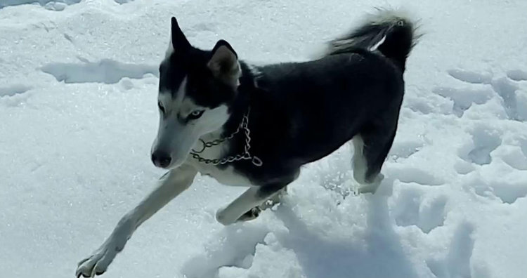 Търсят се две кучета