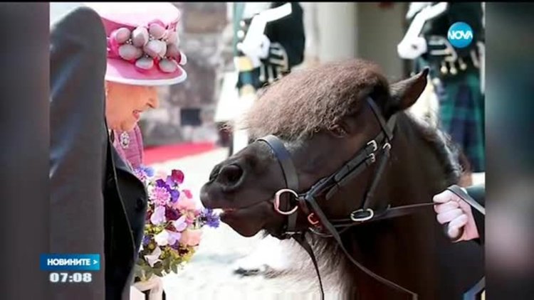 Нахално пони опаса букета на кралица Елизабет (видео)