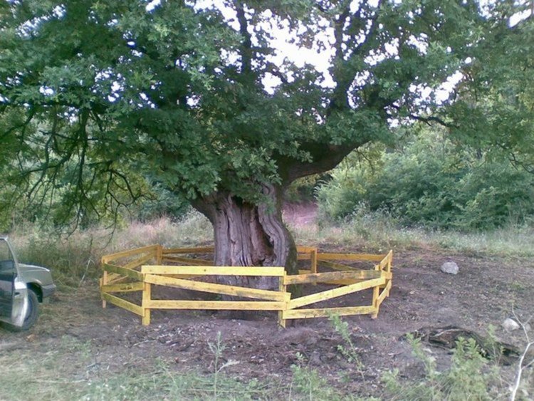 "Тенчовият дъб"