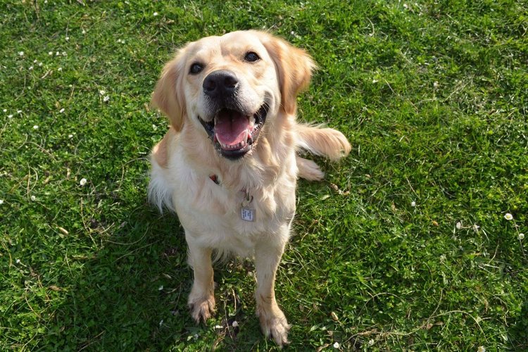 4-годишната Мая изчезна от градинка до ФСГ, стопанката я търси