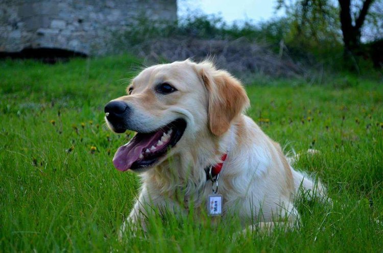 4-годишната Мая изчезна от градинка до ФСГ, стопанката я търси