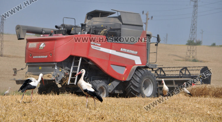 Двоен добив от новите сортове жито край Хасково