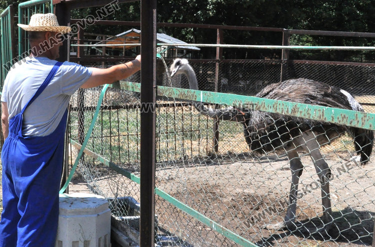 Стадо елени и антилопа са новите обитатели на зоопарка