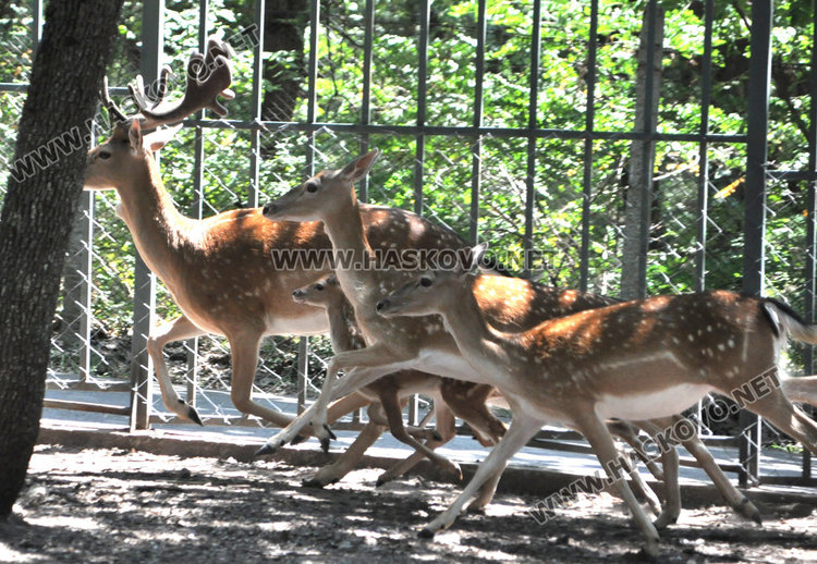 Стадо елени и антилопа са новите обитатели на зоопарка