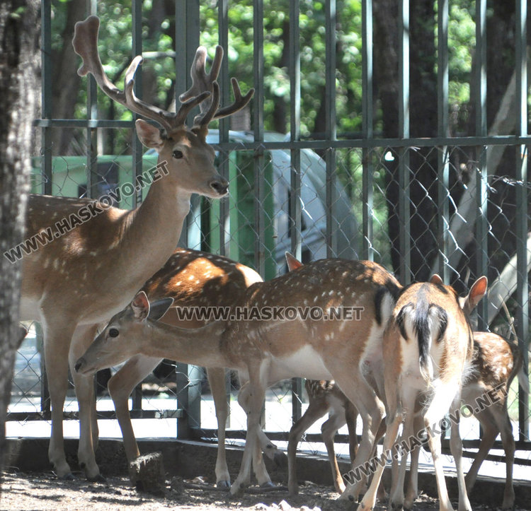 Стадо елени и антилопа са новите обитатели на зоопарка