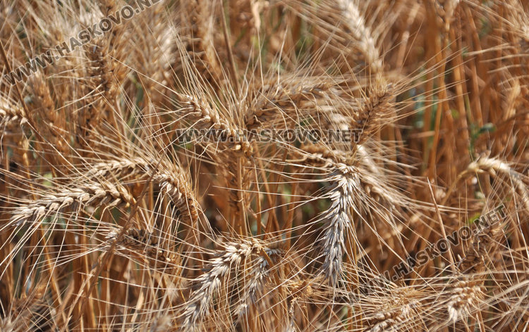 Двоен добив от новите сортове жито край Хасково