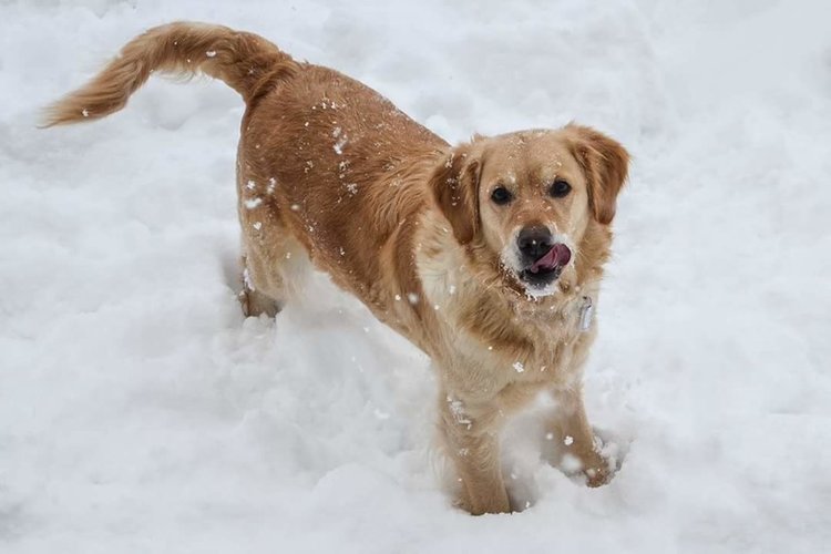 4-годишната Мая изчезна от градинка до ФСГ, стопанката я търси