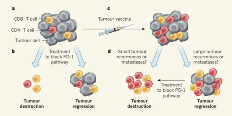 Принципът на лечение пептидни ваксини / © Nature