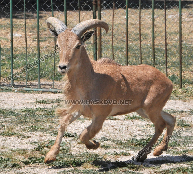 Стадо елени и антилопа са новите обитатели на зоопарка