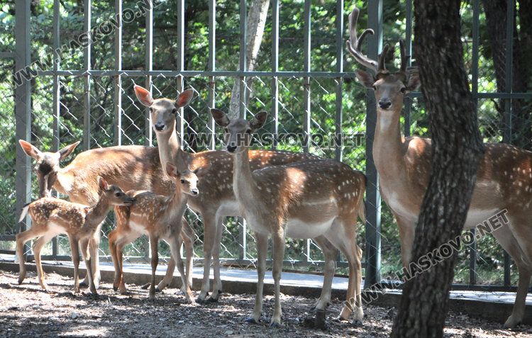 Стадо елени и антилопа са новите обитатели на зоопарка