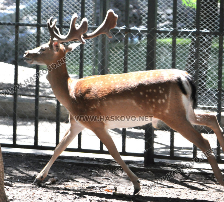 Стадо елени и антилопа са новите обитатели на зоопарка
