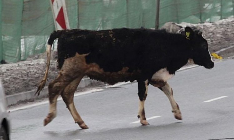 Лека кола и два мотоциклета удариха животно на пътя
