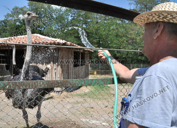 Стадо елени и антилопа са новите обитатели на зоопарка