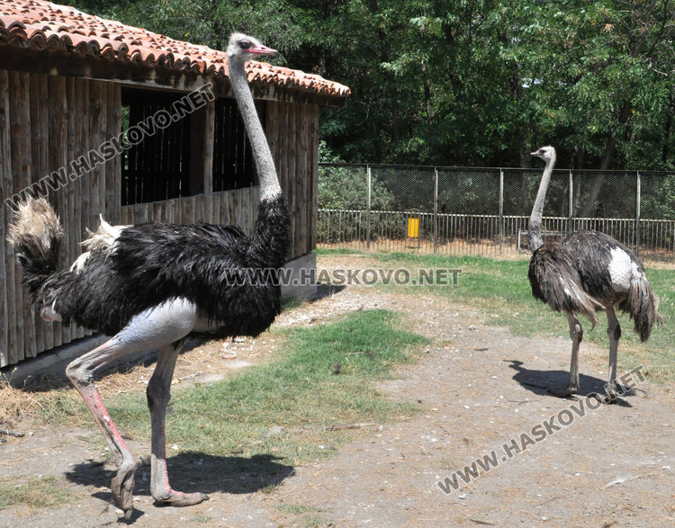 Стадо елени и антилопа са новите обитатели на зоопарка