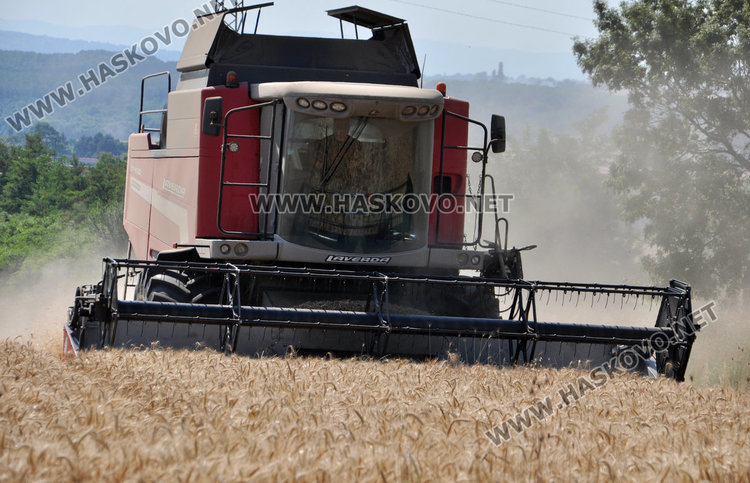 Двоен добив от новите сортове жито край Хасково