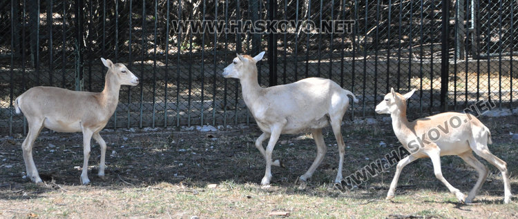 Стадо елени и антилопа са новите обитатели на зоопарка