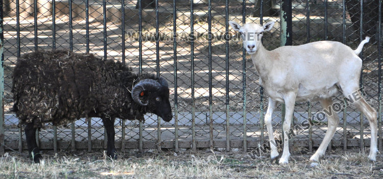 Стадо елени и антилопа са новите обитатели на зоопарка