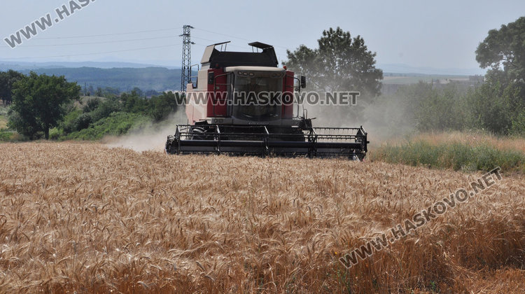 Двоен добив от новите сортове жито край Хасково