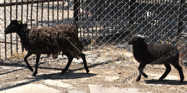Стадо елени и антилопа са новите обитатели на зоопарка