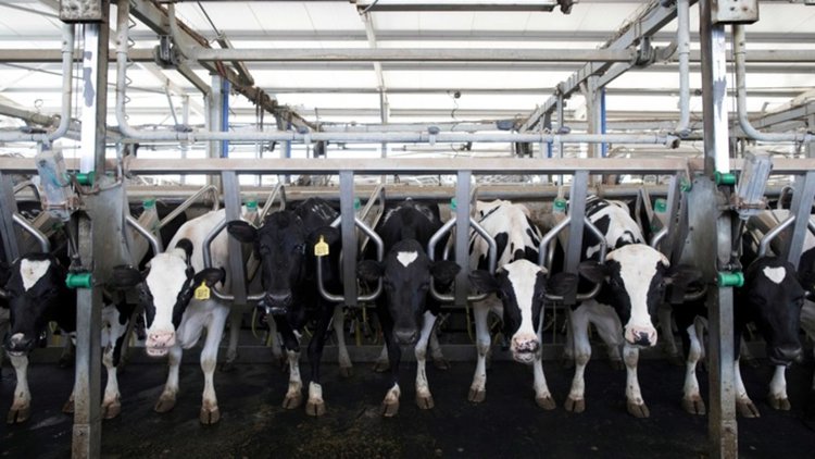 Прогнози за световната консумация на храни и цените им през следващите 10 години
