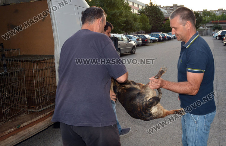 Залавят уличните кучета в Хасково, кастрират ги в мобилна клиника